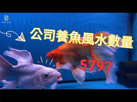 魚 數量 風水|魚缸風水：數量很重要